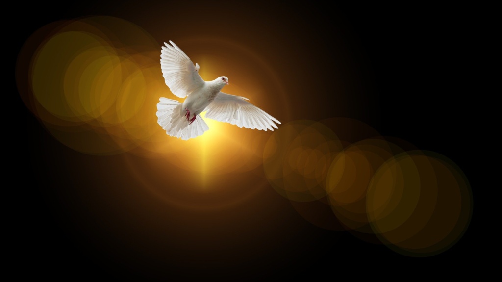 A white bird flying in the air with its wings spread.